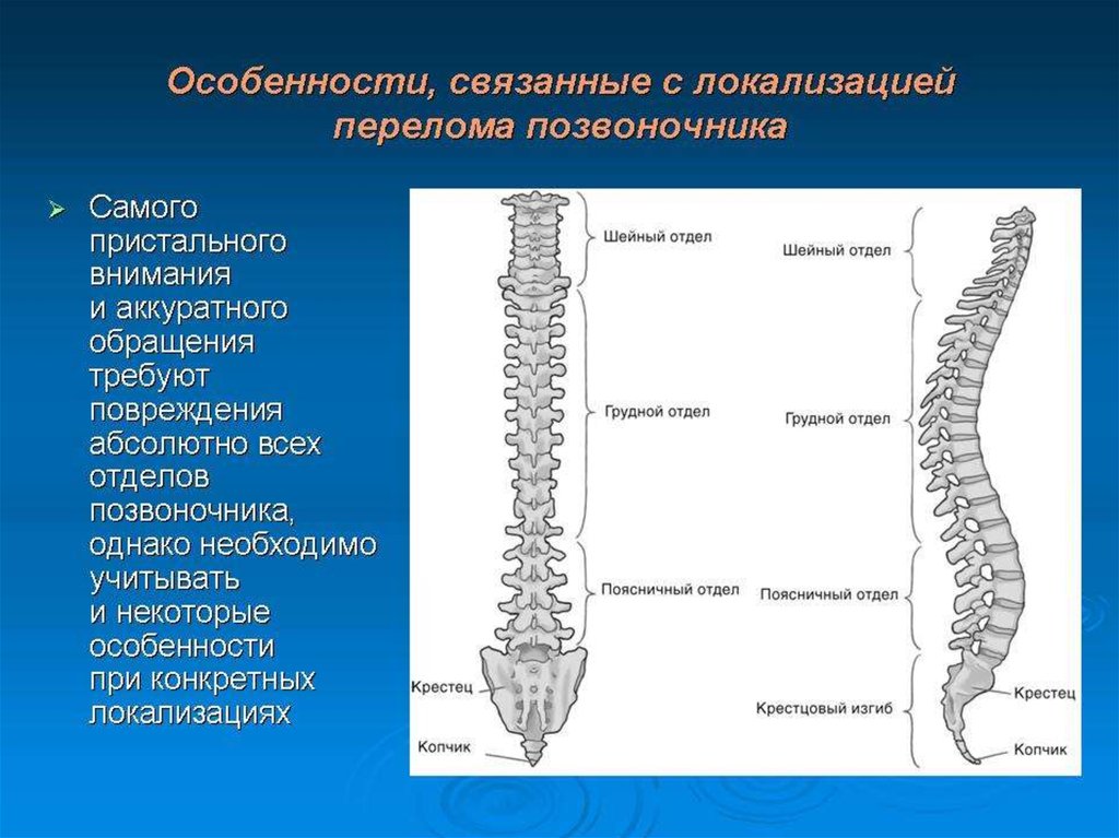 Особенности позвоночных. Переломы позвонков классификация. Самая частая локализация переломов тел позвонков. Локализации переломов позвонка. Классификация переломов грудного и поясничного отдела позвоночника.