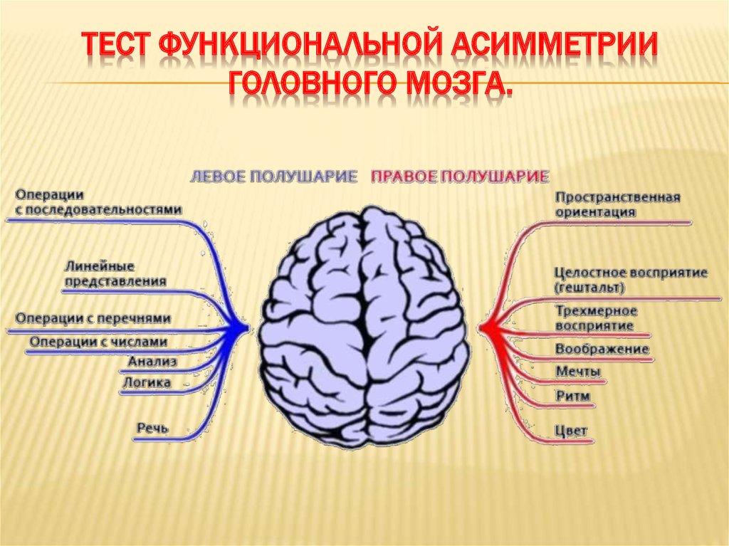 В переднем мозге полушария отсутствуют. Функциональная асимметрия полушарий. Функциональная асимметрия полушарий мозга. Асимметрия головного мозга. Функциональная асимметрия полушарий головного мозга человека..