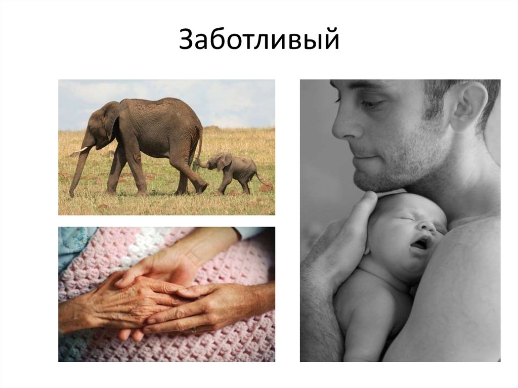 Заботливый