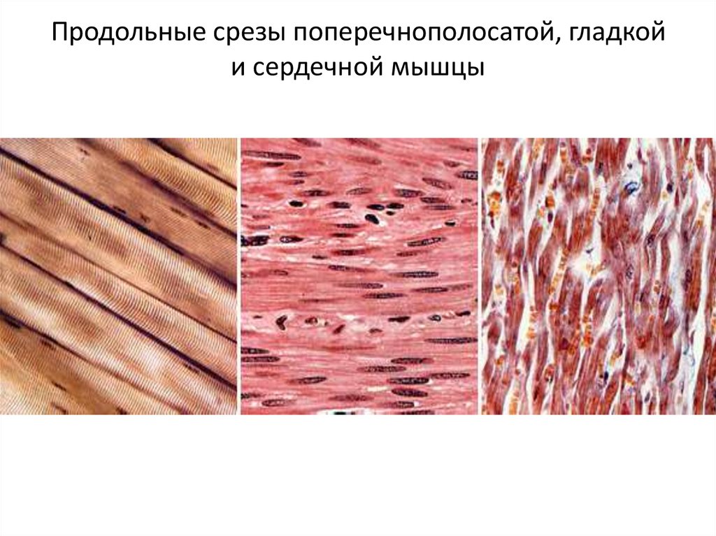 Характеристики гладкой и поперечнополосатой ткани