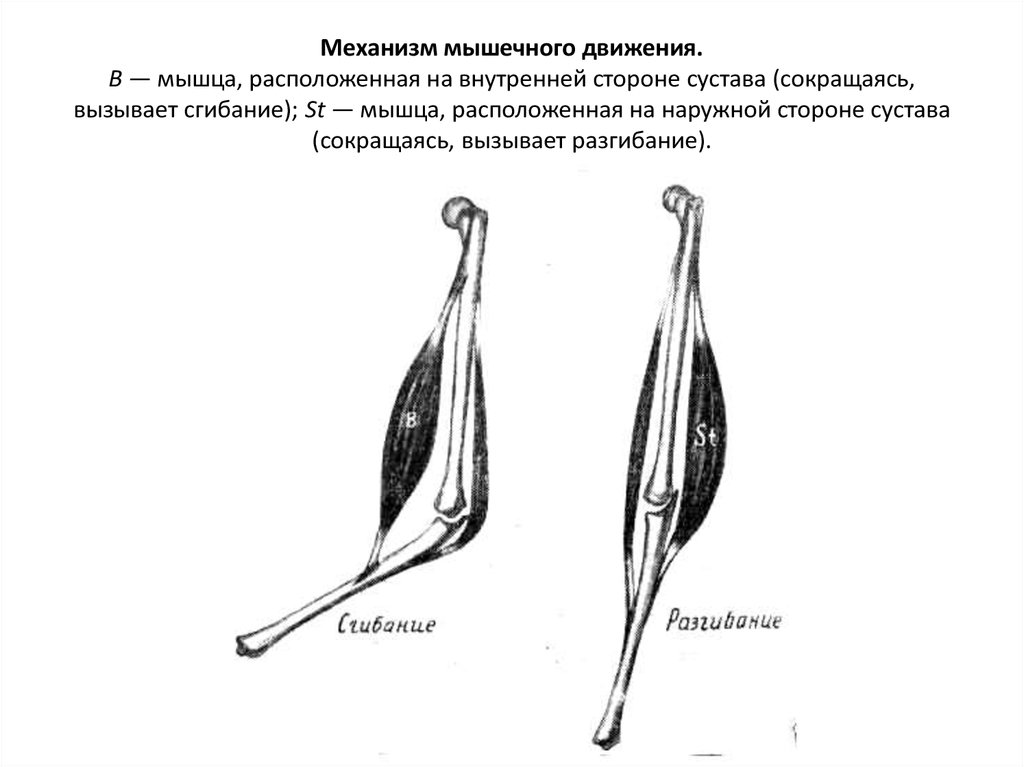 Механизмы мышц. Механизм движения мышц. Упорядоченное движение мышц это.