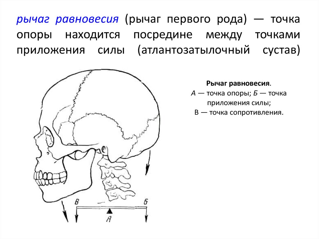 Рычаги в теле человека картинки