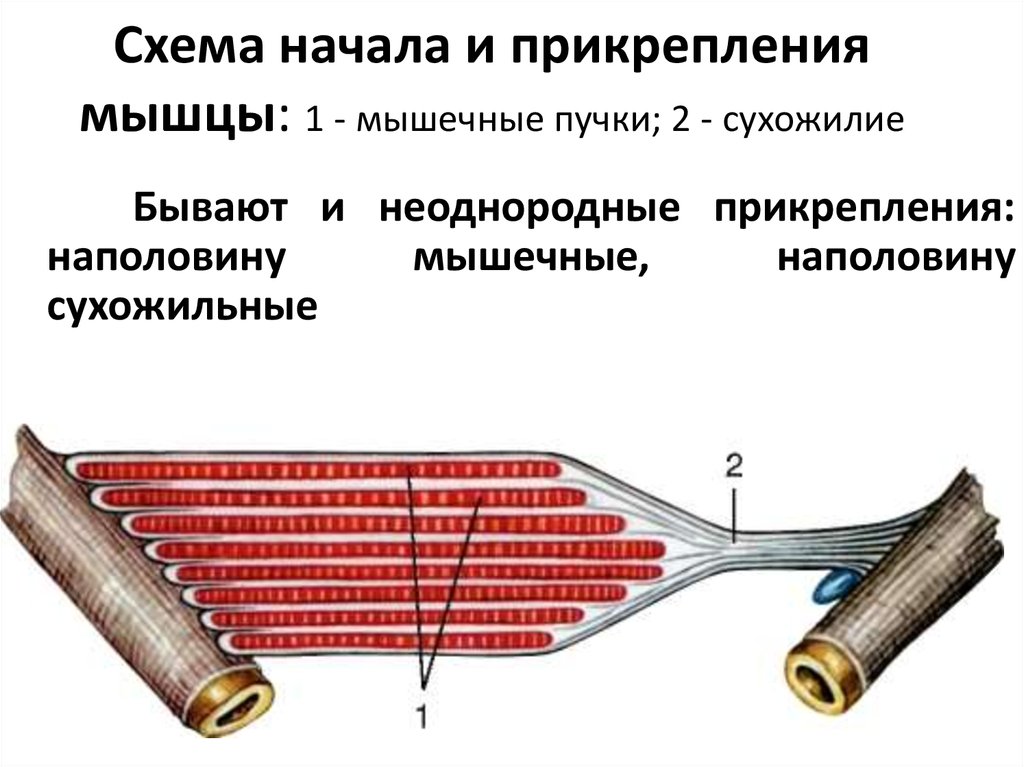 Строение мышечного чувства. Строение мышечного пучка. Строение сухожилия. Строение мышцы схема. Схема прикрепления мышц.