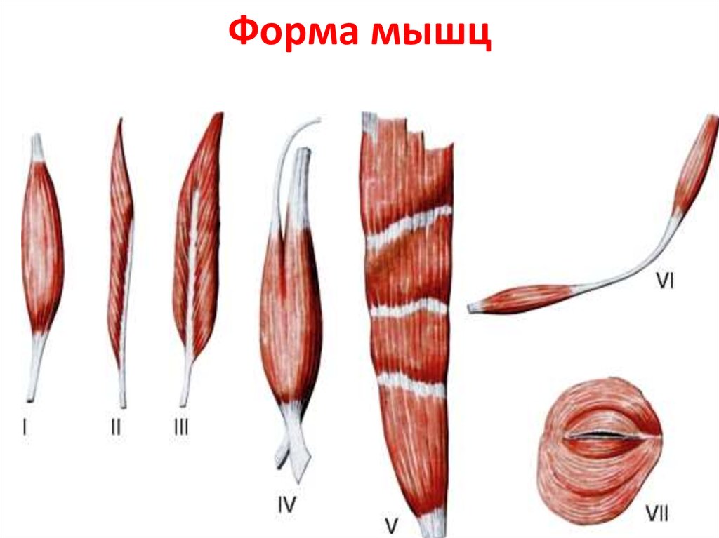 Формы мышц. Веретенообразная мышца анатомия. Классификация мышц веретенообразные. Классификация скелетных мышц веретенообразные. Классификация мышц по направлению мышечных волокон.