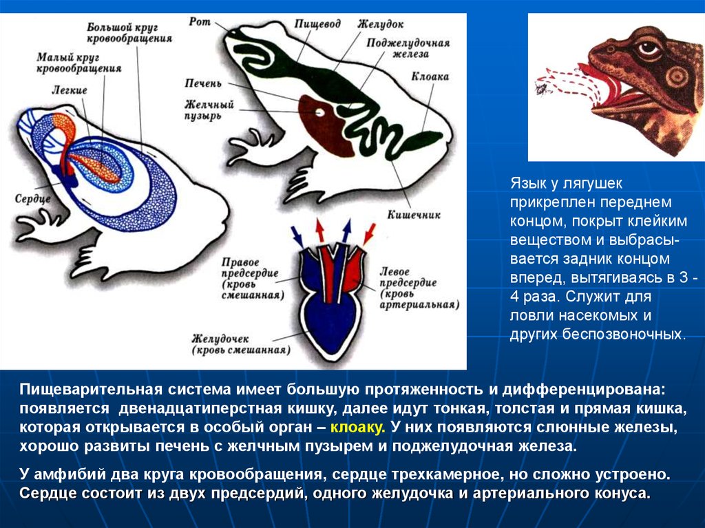 Органы особой. Малый круг кровообращения у лягушки. Слюнные железы у земноводных. У земноводных кровь в желудочке сердца. У земноводных один круг кровообращения.