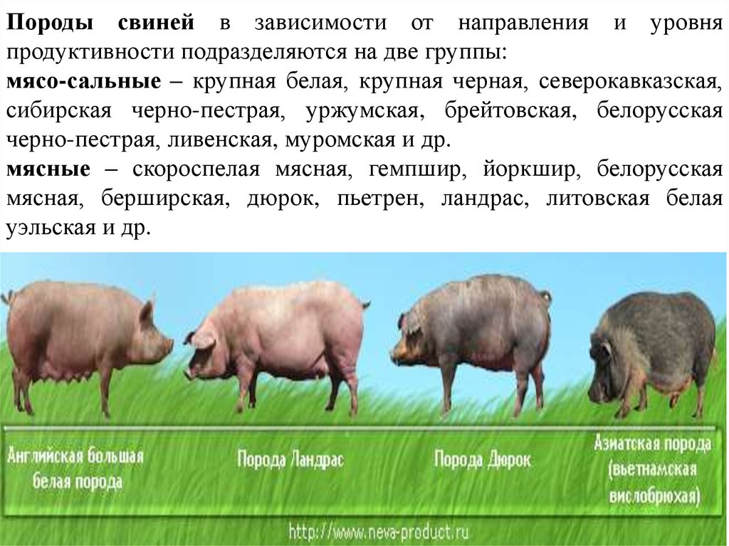 Направление пород свиней