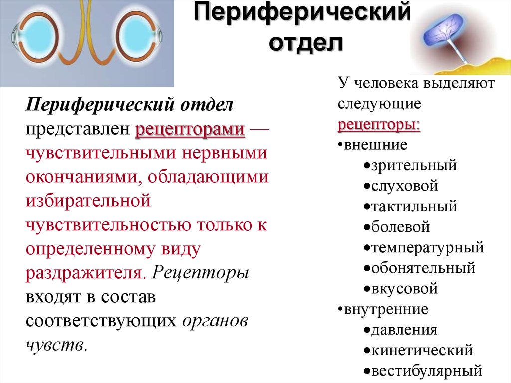 Отдел представлять. Функции периферического отдела анализатора. Тактильная система периферический отдел. Функция периферического отдела сенсорной системы:. Строение периферического отдела.