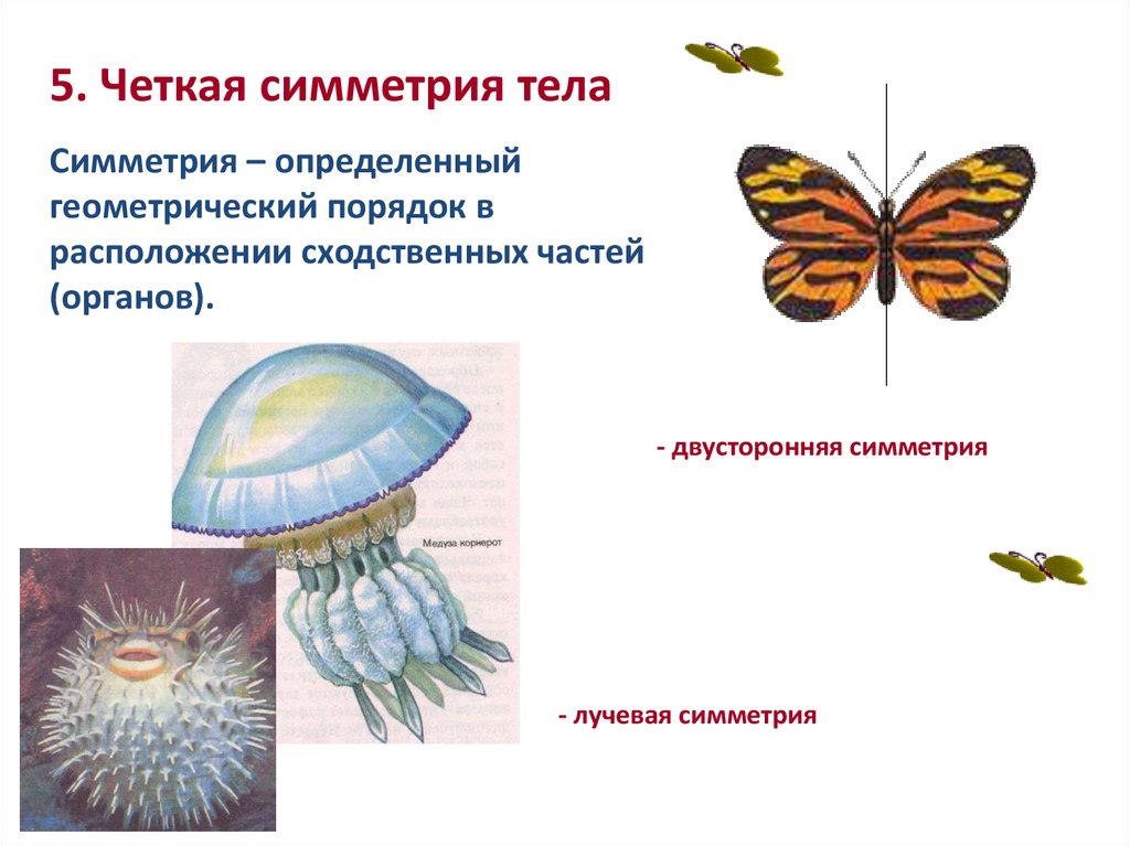 Лучевая симметрия моллюсков. Симметрия тела животных. Двусторонняя симметрия тела. Животные с двусторонней симметрией тела. Билатеральная и радиальная симметрия.