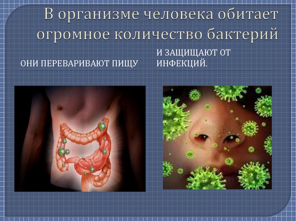В организме человека обитает огромное количество бактерий