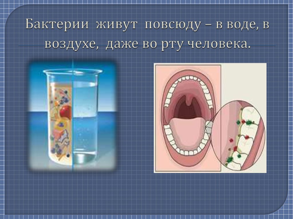 прокариоты в горячих источниках. где живут бактерии. где живут микробы. местаъобитания бактерий. популяции бактерий живут.
