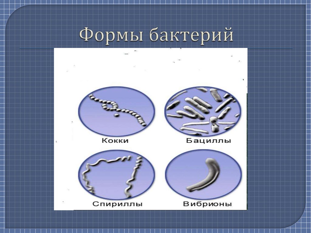 Формы бактерий