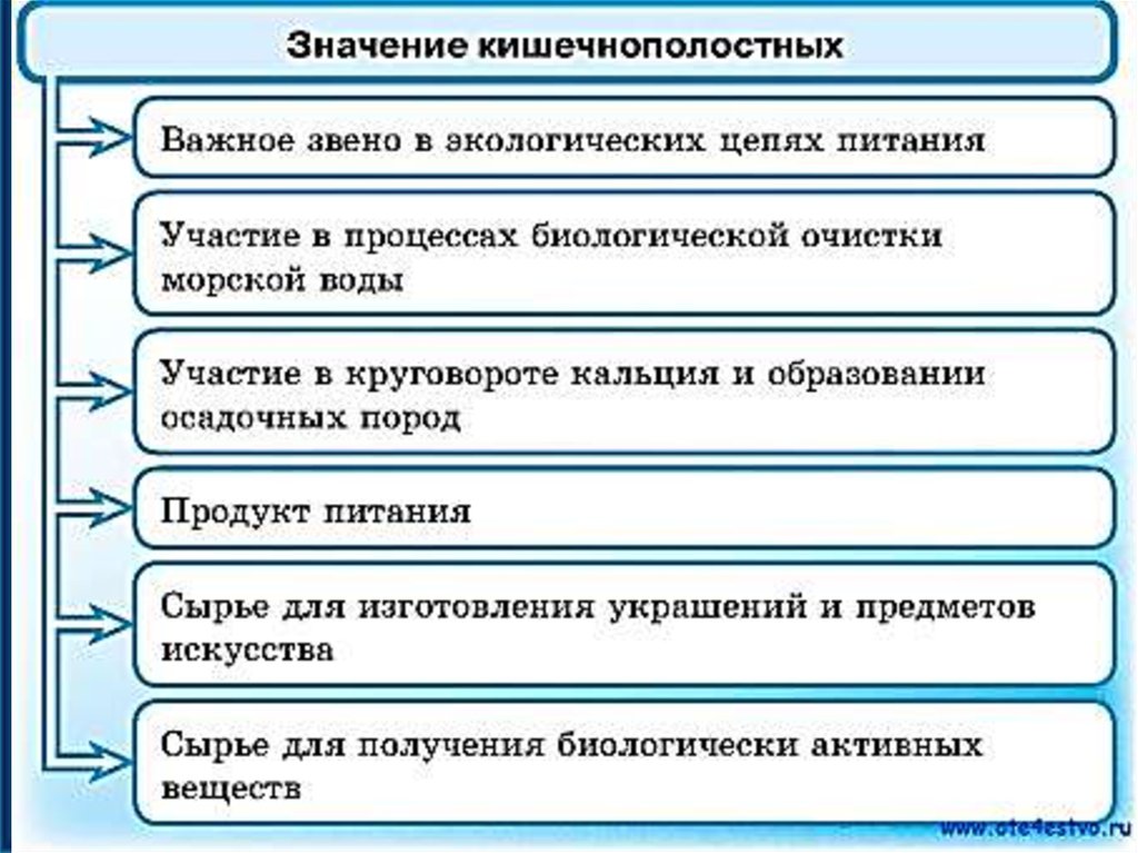 Составить схему значение. Значение кишечнополостных 7 класс биология схема. Значение кишечнополостных в природе схема. Значение кишечнополох. Значение кишечнополостных в природе и в жизни человека.