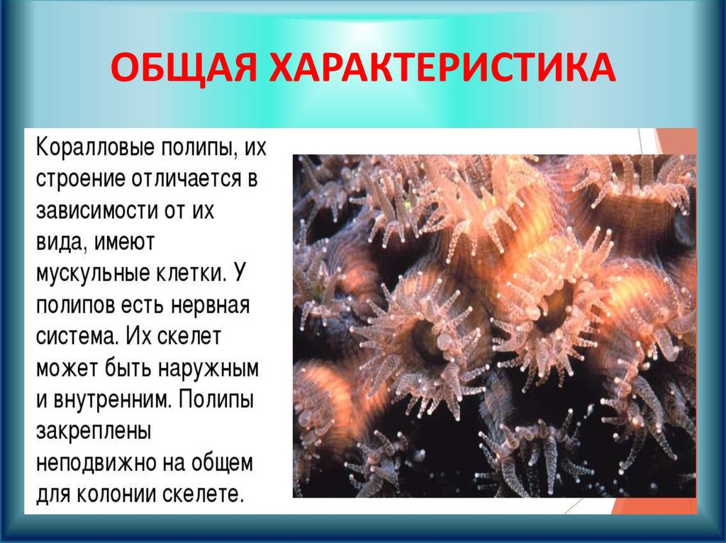 Особенности группы кишечнополостные. Коралловые полипы Кишечнополостные. Кораллы полипы Кишечнополостные. Тип Кишечнополостные актинии. Представители коралловых кишечнополостных.