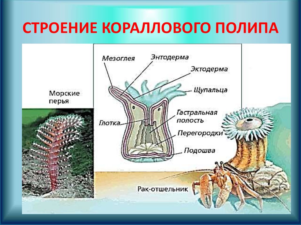 Имеет гастральную полость. Коралловые полипы актинии строение. Внешнее строение актинии. Строение коралловых полипов схема. Актинии строение тела.
