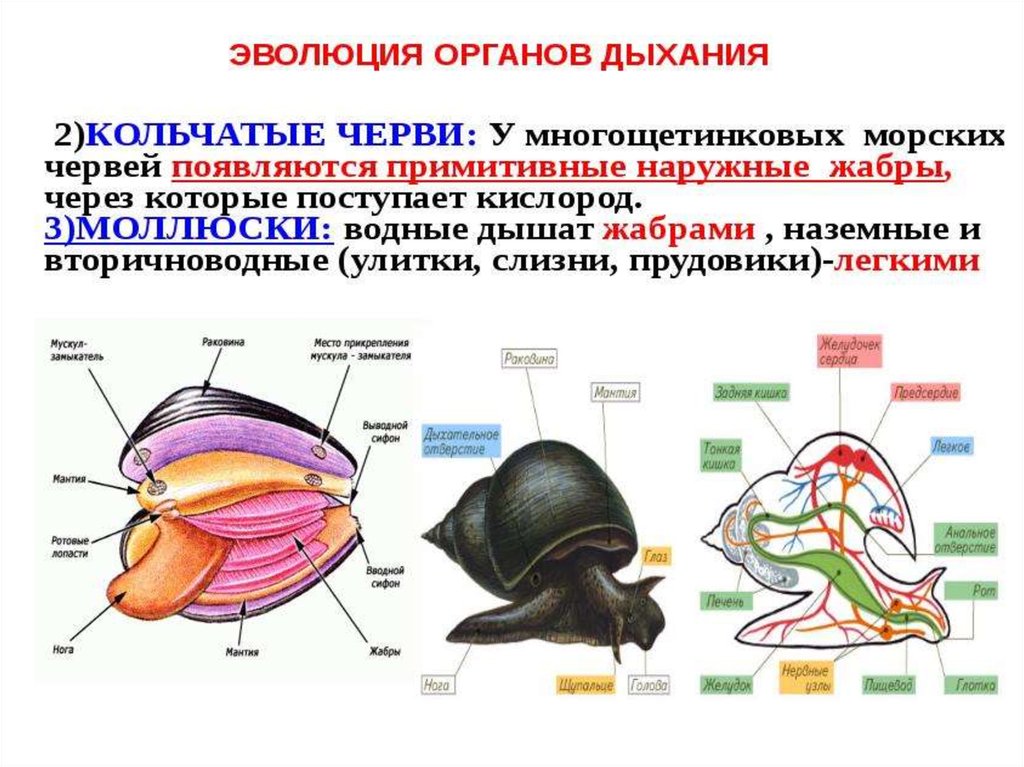 Эволюция дыхания у животных