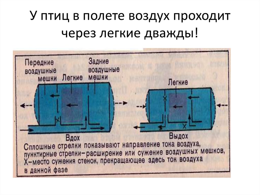У птиц в полете воздух проходит через легкие дважды!
