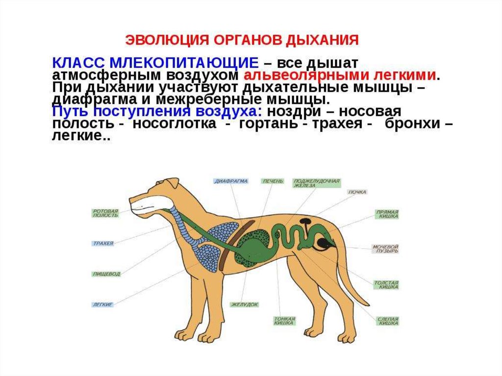 Если у животного имеются органы дыхания изображенные на рисунке 4 то для этого животного вероятнее