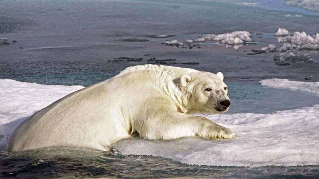 Wildlife in danger. Белый медведь Северный полюс. Животные Антарктиды белый медведь. Арктика видео.