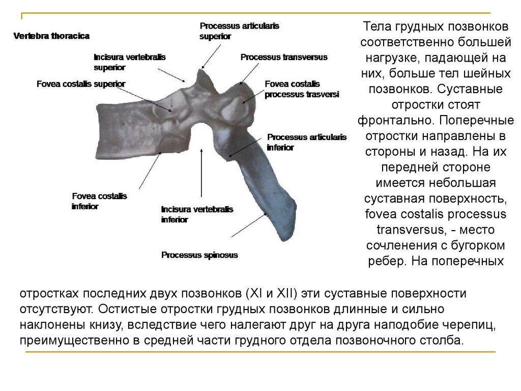 Особенности грудных позвонков. Суставные отростки грудных позвонков. Суставные отростки шейных позвонков. Особенности строения грудных позвонков. Особенности остистых отростков грудных позвонков.