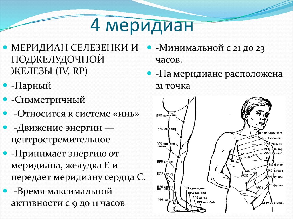 Фото меридиана желудка