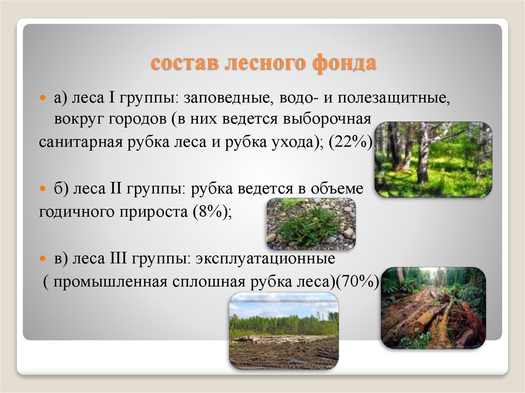 Каким образом лесные. Лесной фонд РФ. Группы леса. Группы лесов лесного фонда. Состав лесного фонда. Три группы лесов в Лесном фонде.