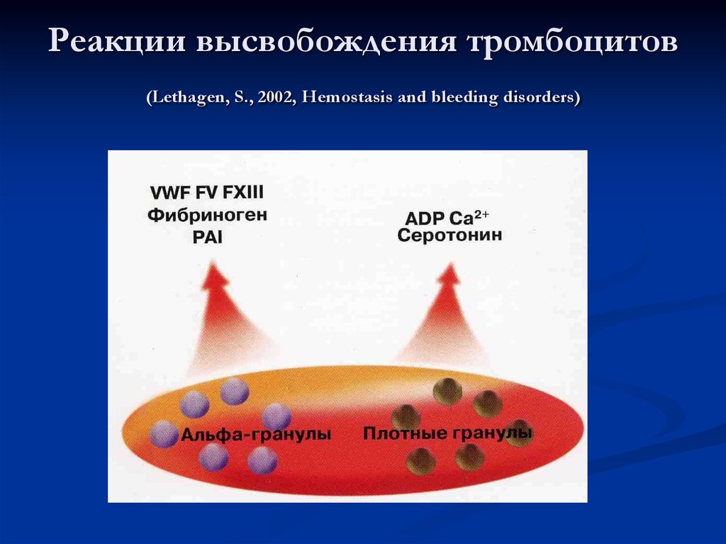 Болезнь виллебранда клиническая картина