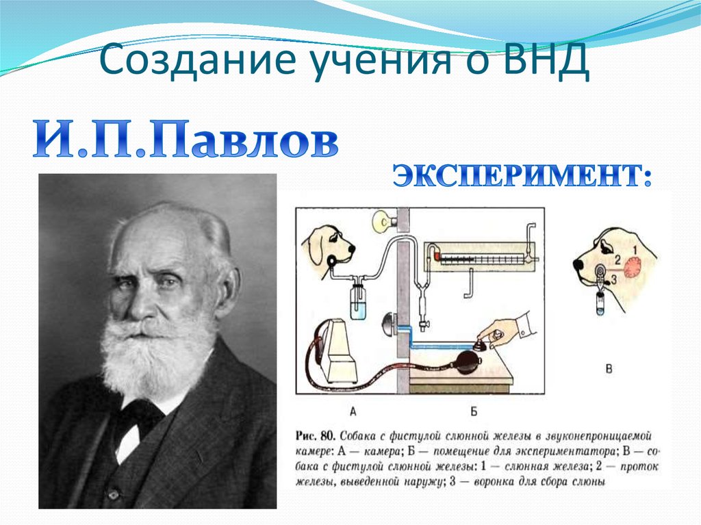 Внд условные и безусловные рефлексы презентация