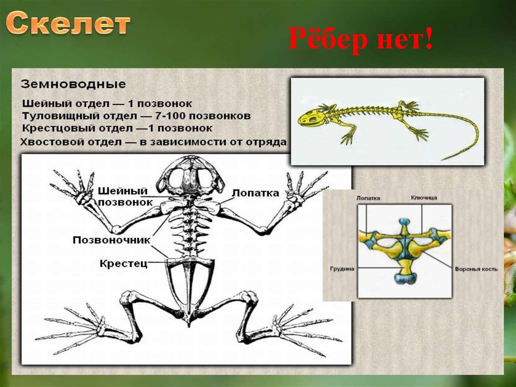 Туловищный скелет позвоночных животных. Наземные позвоночные. У каких животных нет ребер. Тазовый пояс наземных позвоночных.