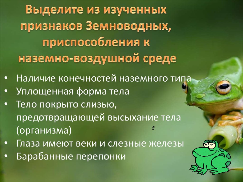 Наземные позвоночные