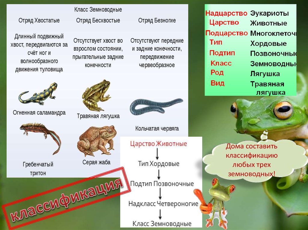 Признаками общими для рептилий и амфибий являются. Систематика земноводных 7 класс биология. Отряды земноводных 7 класс. Класс амфибии систематика. Систематика земноводных отряд бесхвостые.
