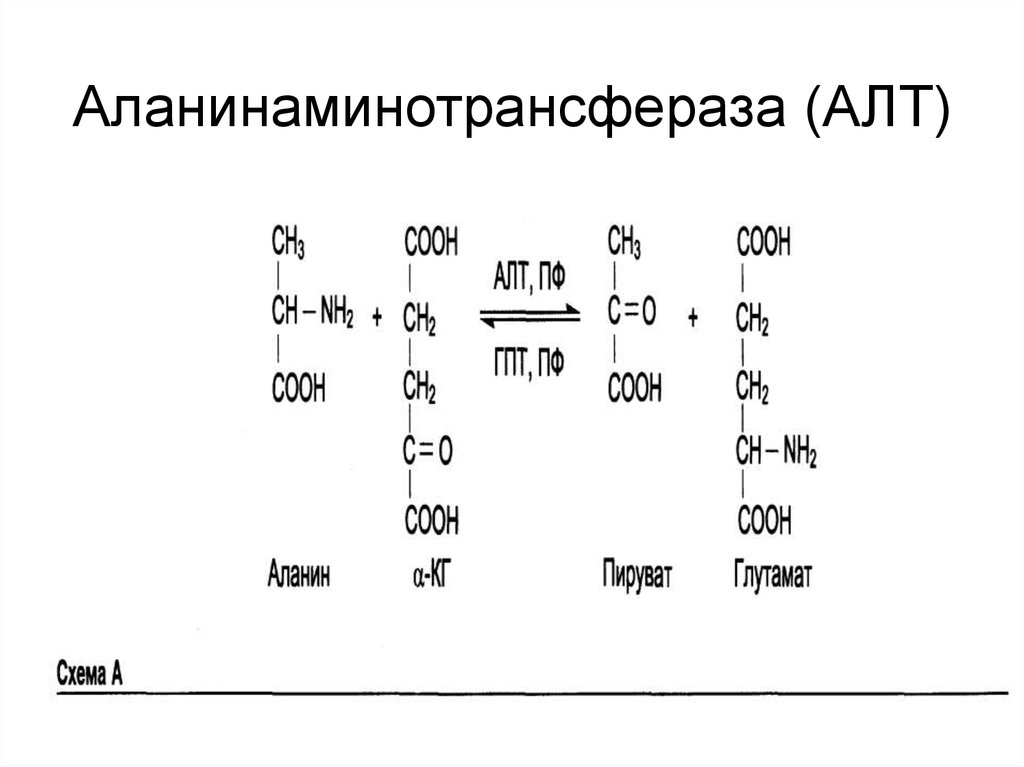 Аланин трансаминаза. Аланинаминотрансфераза и аспартатаминотрансфераза биохимия. Аланинаминотрансфераза кофермент витамина. Аланинаминотрансфераза строение. Аланинаминотрансфераза строение фермента.