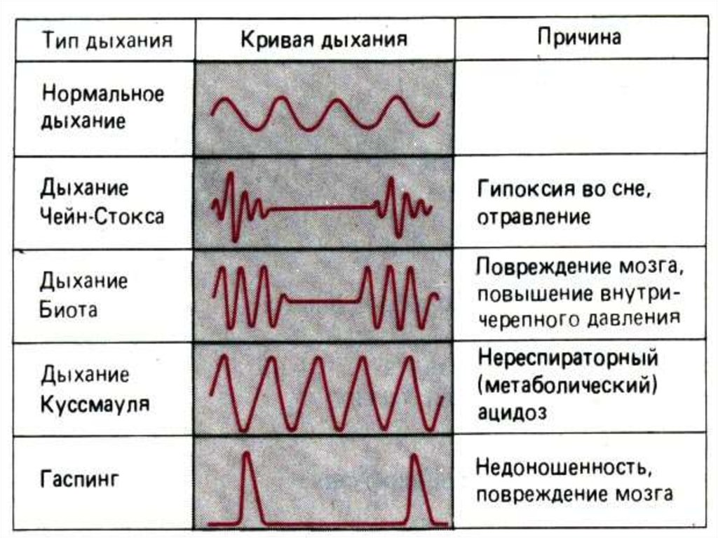 Графическое изображение дыхания