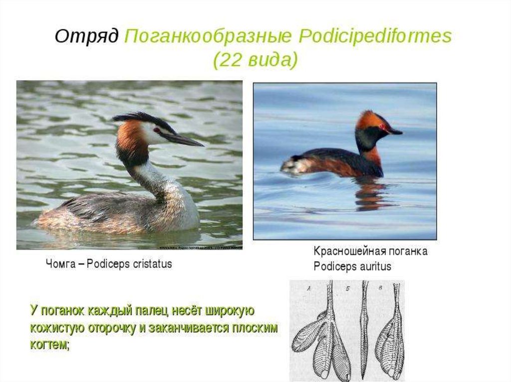 Систематика птиц презентация