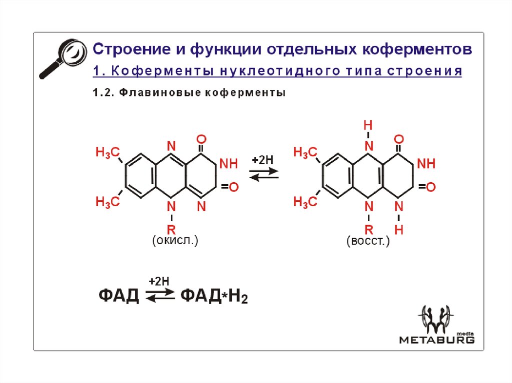 Что такое кофермент. Нуклеотидные коферменты и переносчики соединений. Строение флавиновых коферментов. Структура и функции коферментов. Коферменты их строение и функции.