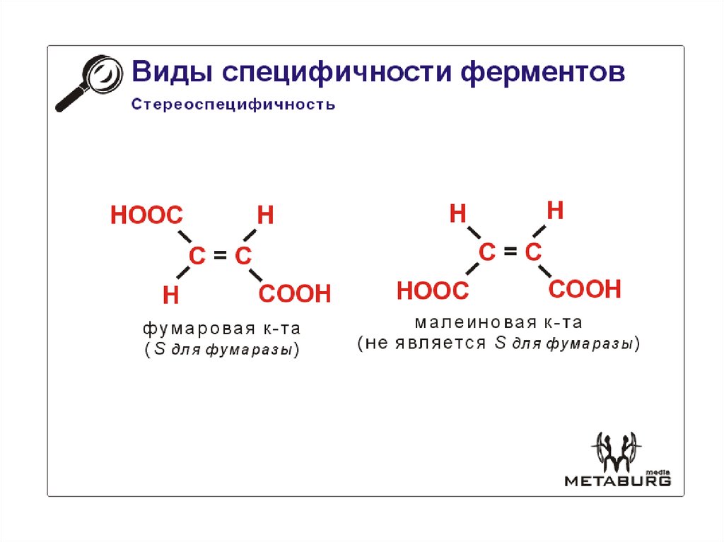 Специфичность примеры. Стереоспецифичность ферментов. Стереохимическая Субстратная специфичность. Стереохимическая специфичность ферментов пример. Относительная специфичность ферментов примеры.