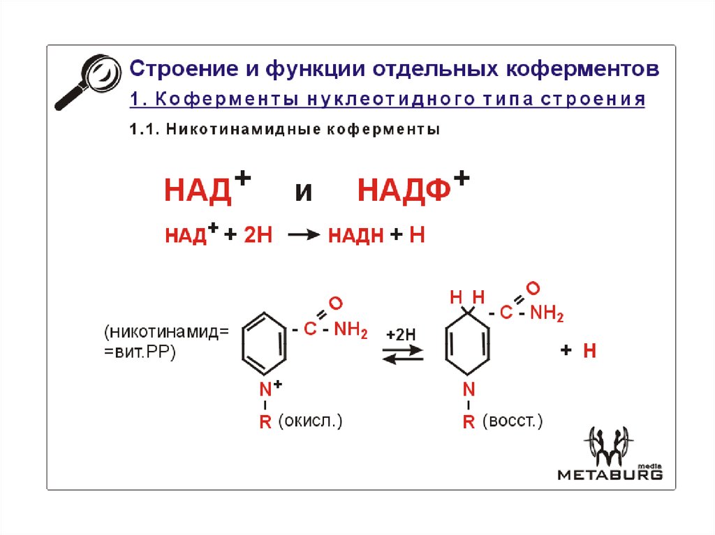 Функции над. Формулы и функции над и НАДФ. Над и НАДФ строение и функции. Структура и механизм действия коферментов над и НАДФ. Структура и биохимические функции коферментов НАДФ.