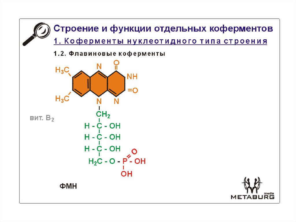 Над является коферментом фермента. Над является коферментом фермента. Регуляторы биохимических процессов. Надф строение биохимия. Над является коферментом фермента.