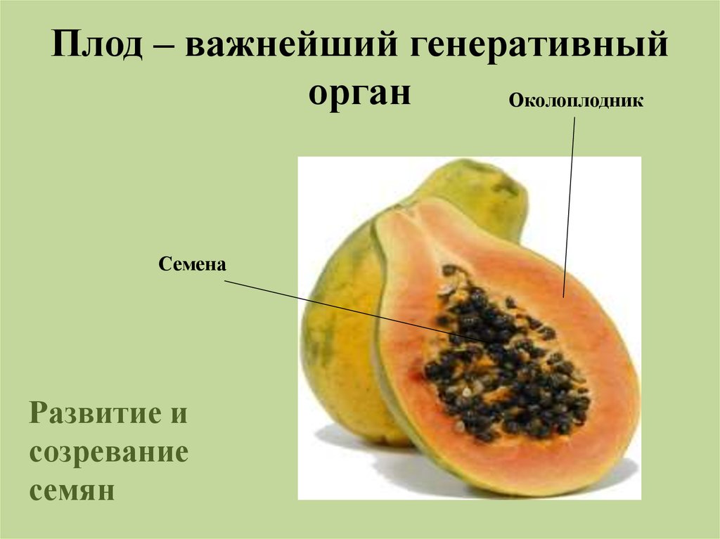 Становится околоплодником. Околоплодник. Плод околоплодник и семена. Плод это генеративный орган. Плод состоит из околоплодника и семян.