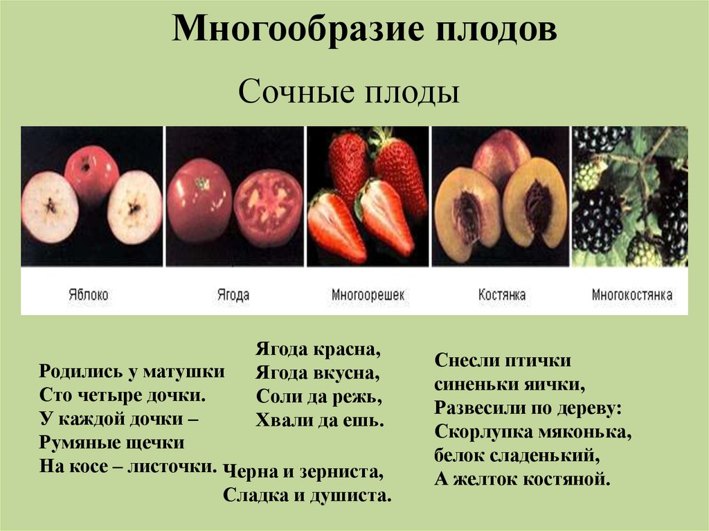 Как отличить плод. Многообразие плодов. Плоды и их разнообразие. Разнообразие сочных плодов. Биология тема плоды.