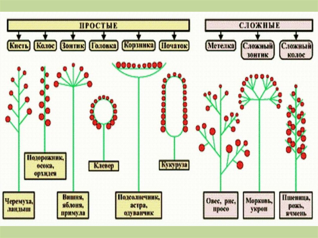 Головка простое или сложное. Схема типов соцветий цветка 6 класс биология. Простые и сложные соцветия 6 класс биология. Виды соцветий таблица. Соцветия таблица 7 кл по биологии.