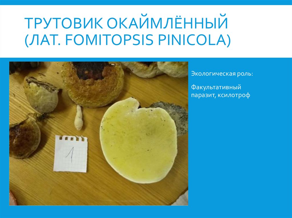Трутовик окаймлённый (лат. Fomitopsis pinicola)