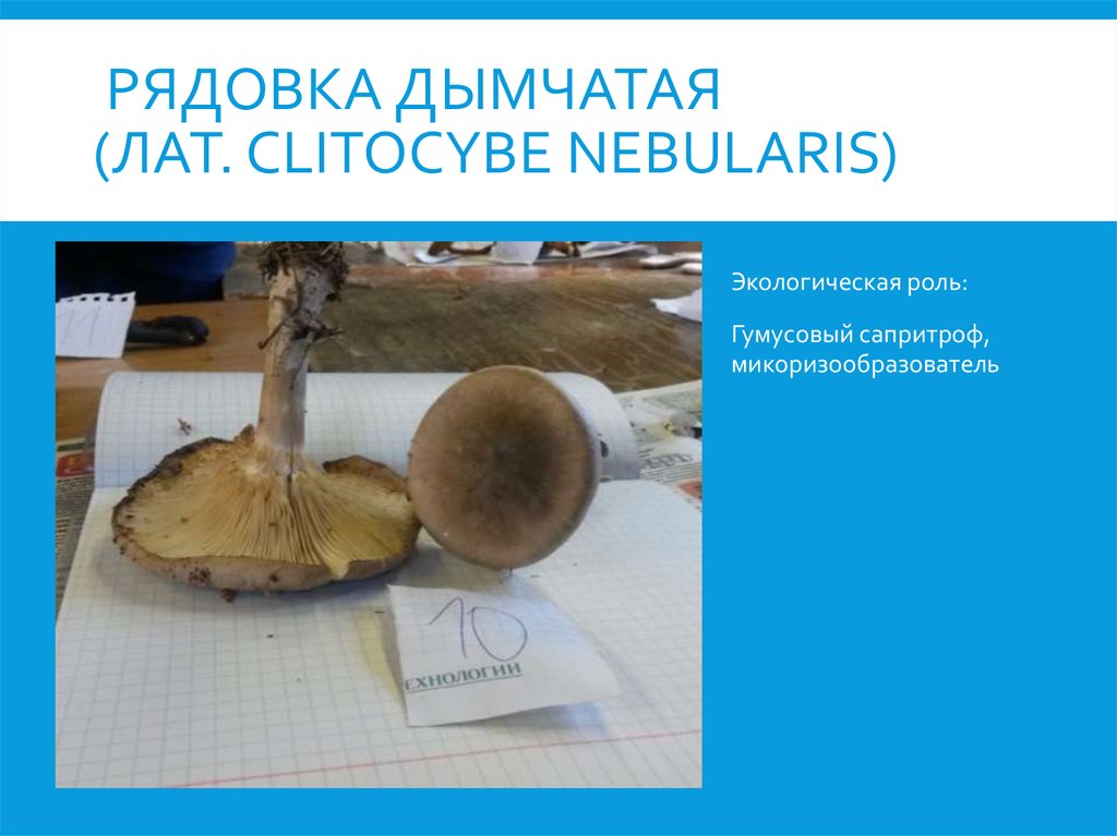 Рядовка дымчатая (лат. Clitocybe nebularis)
