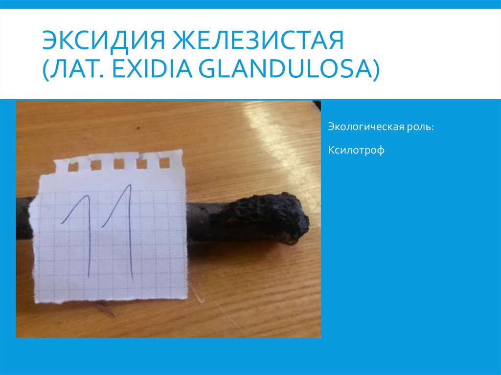 Эксидия железистая (лат. Exidia glandulosa)