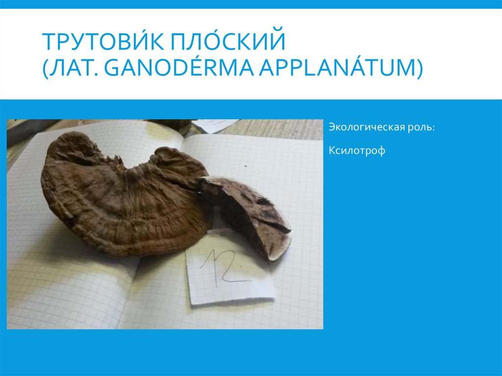 Трутови́к пло́ский (лат. Ganodérma applanátum)