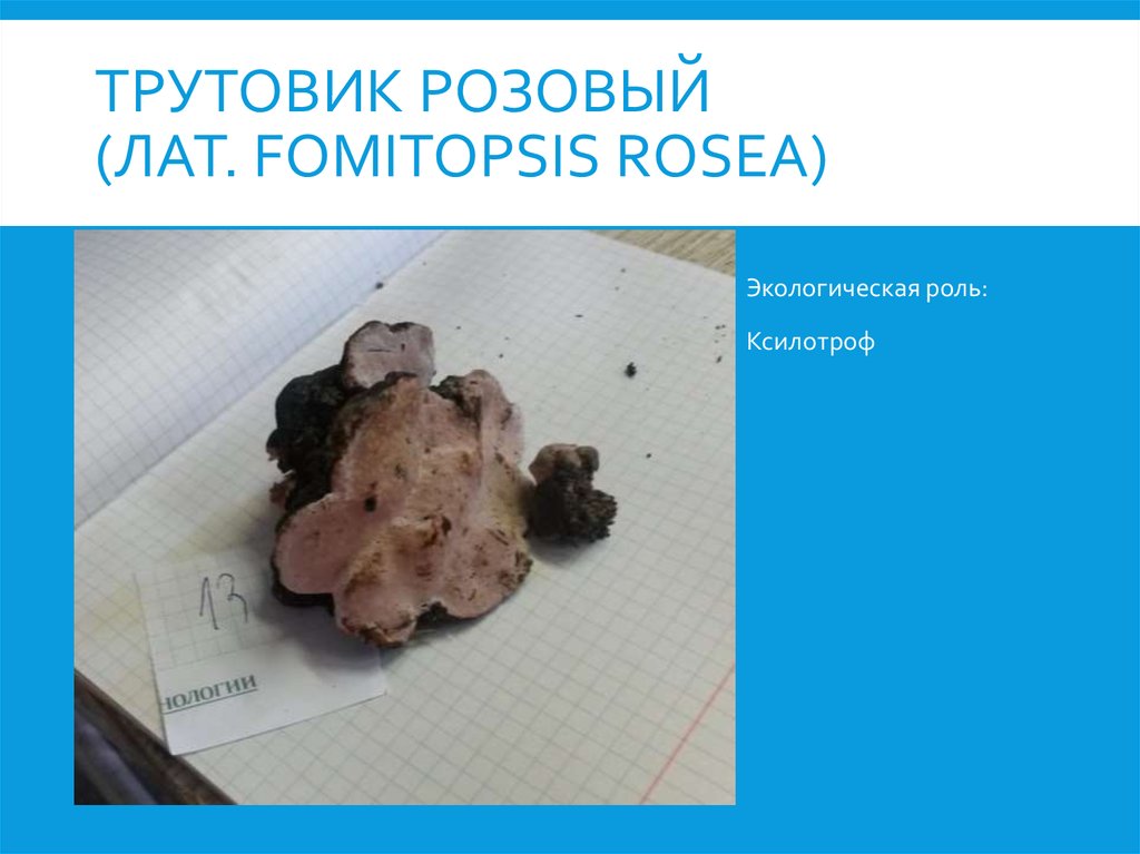Трутовик розовый (лат. Fomitopsis rosea)