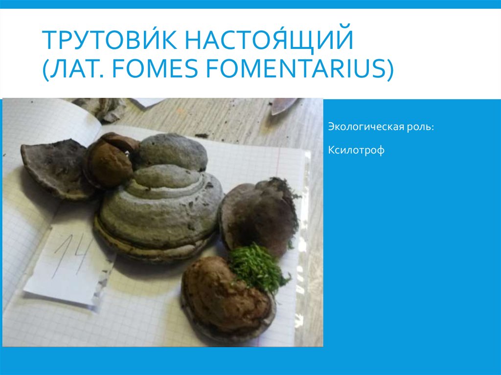Трутови́к настоя́щий (лат. Fomes fomentarius)
