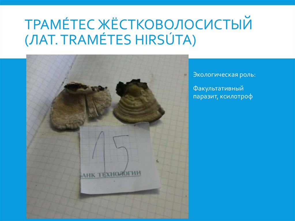 траме́тес жёстковолосистый (лат. Tramétes hirsúta)