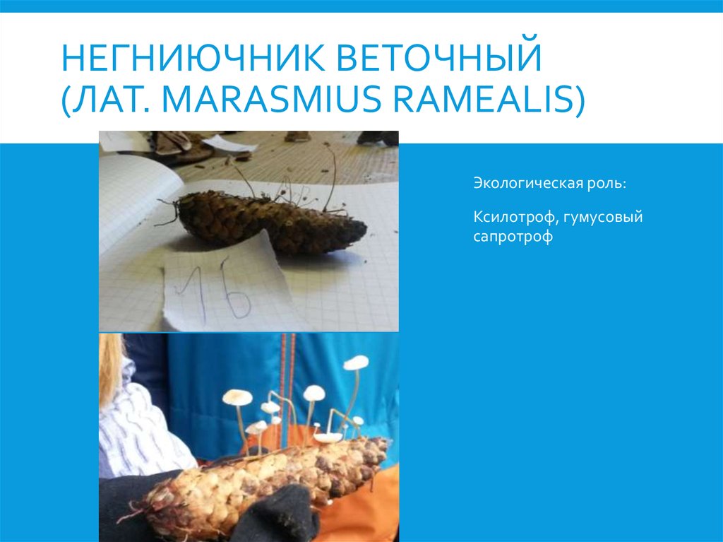 Негниючник веточный (лат. Marasmius ramealis)