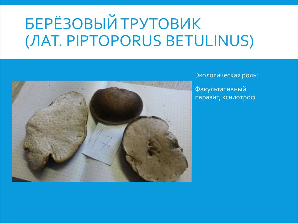 берёзовый трутовик (лат. Piptoporus betulinus)
