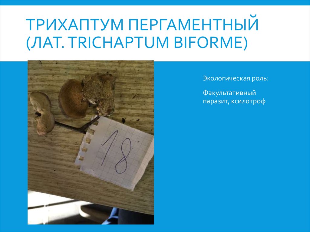Трихаптум пергаментный (лат. Trichaptum biforme)